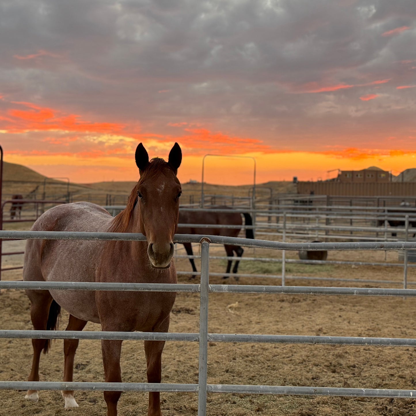 Overnight Horse Boarding at NonPareil Ranch
