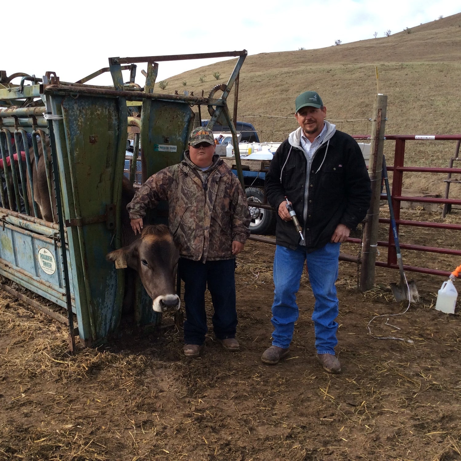 2 guys standing beside a cattle chute with a cow inside holding a vaccine gun