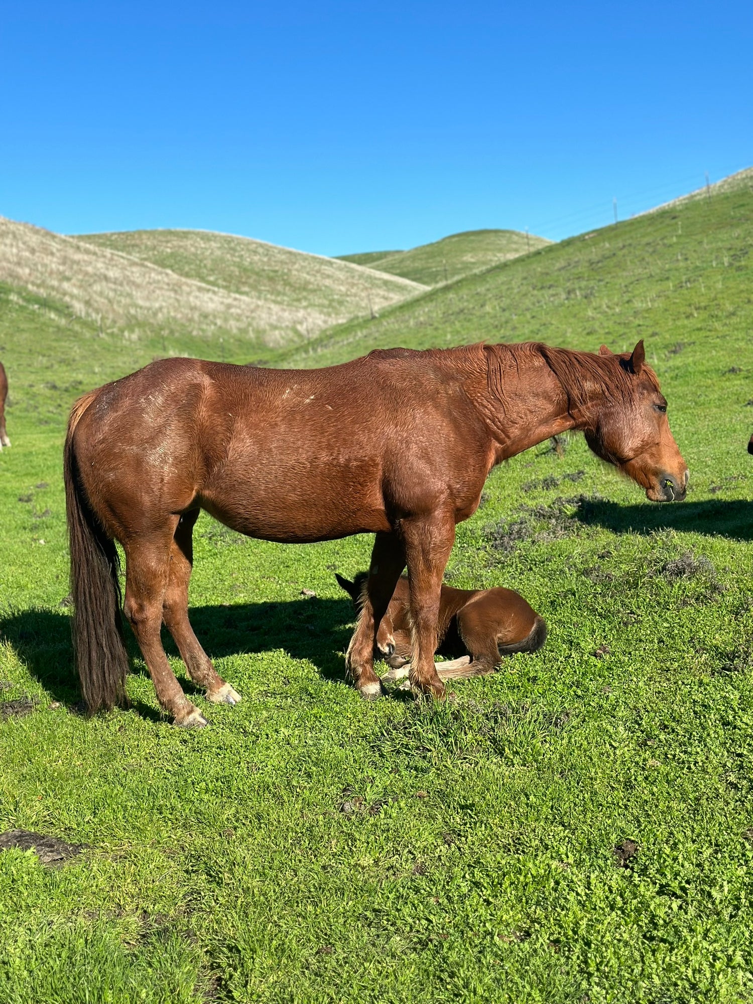 Broodmare with baby colt laying in gren grass