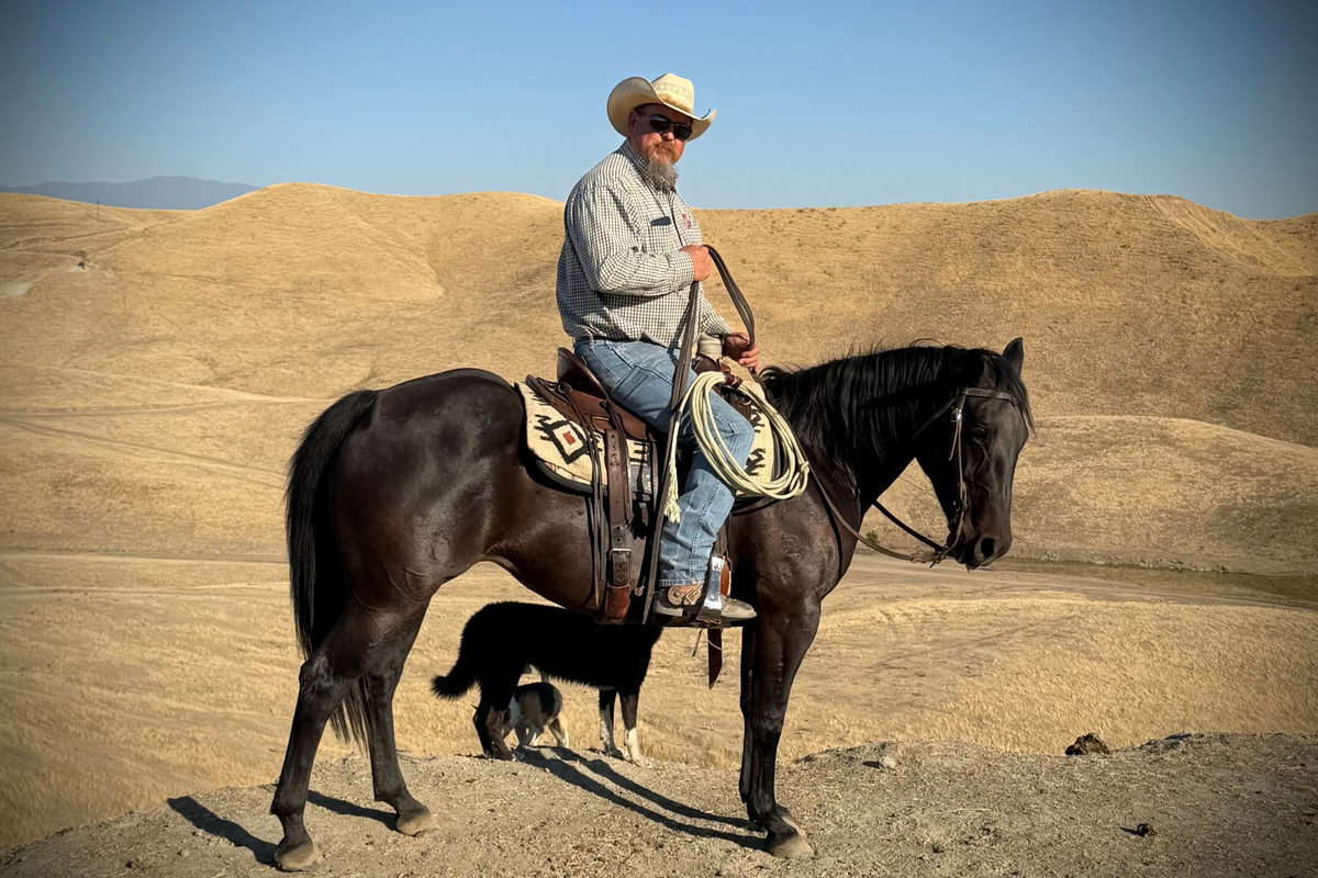 Horse training at Non-Pareil Ranch: Jack Smith on a black horse on a golden hilltop near Bakersfield, with dogs standing behind the horse.