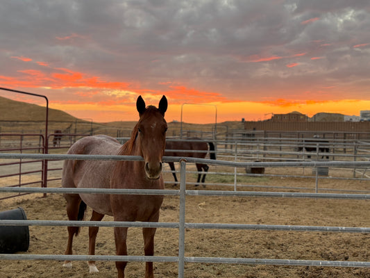 Outside Horse Pen