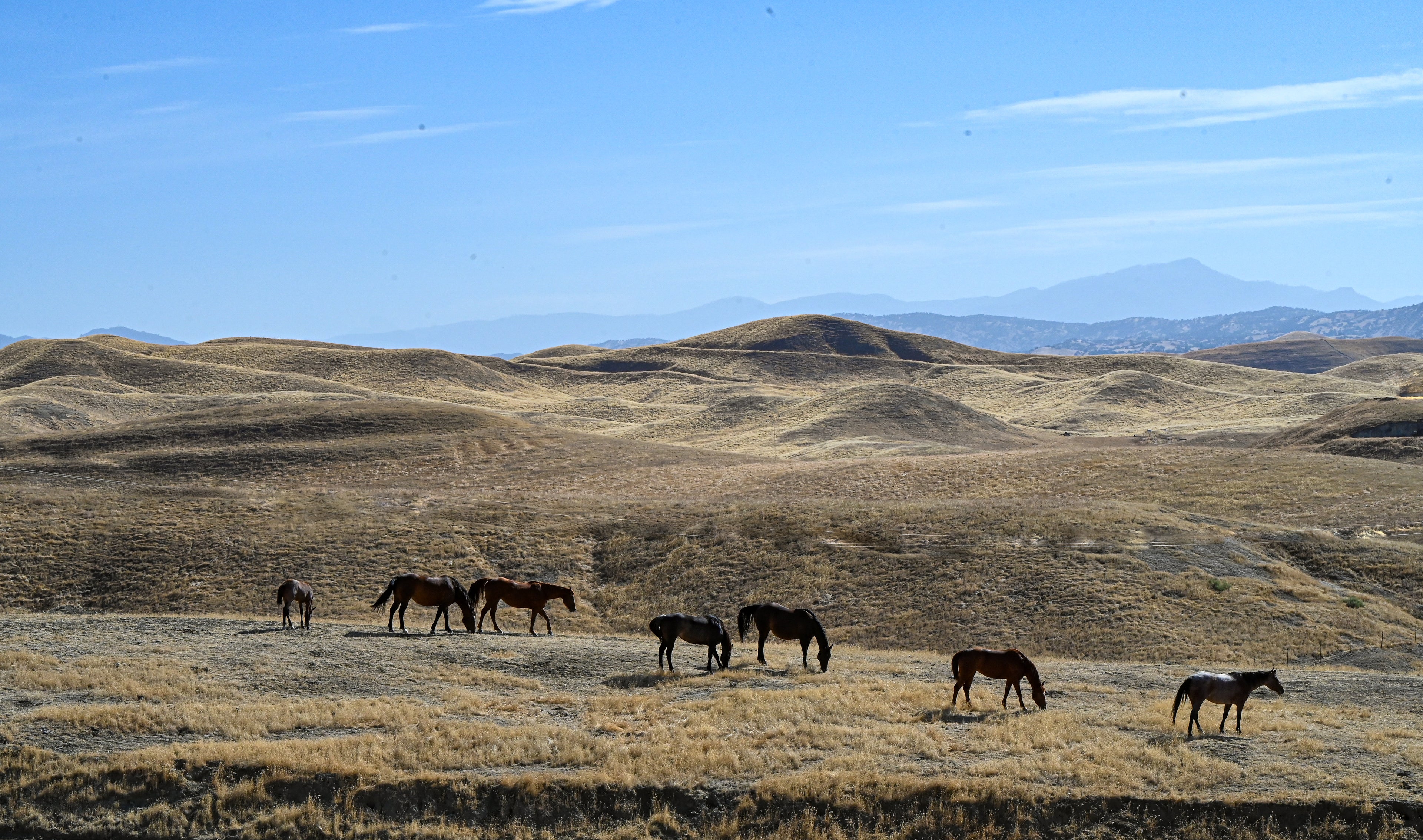 horses in a field in the mountains